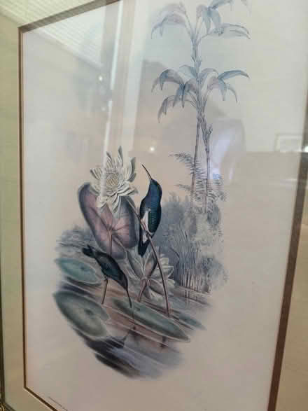 Photo of free Botanical print (Somerville) #2