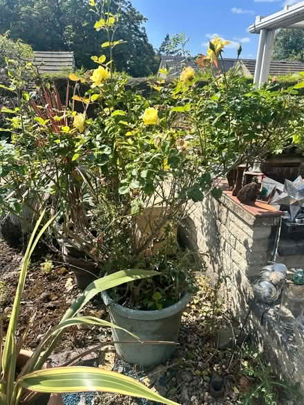 Photo of free Plant (Brimington S43) #1