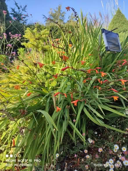 Photo of free Crocosmia bulbs/plants (Aldwick PO21) #1