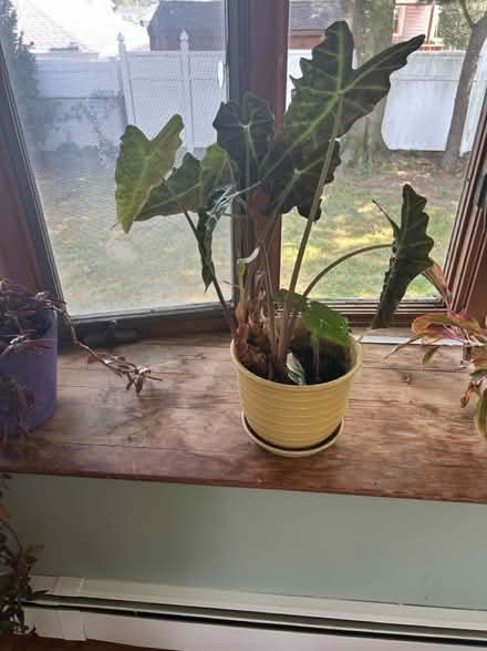 Photo of free Plants (New Rochelle) #4