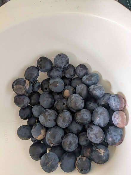 Photo of free Damsons, perfect for jam (Skerton, Lancaster, LA1) #1