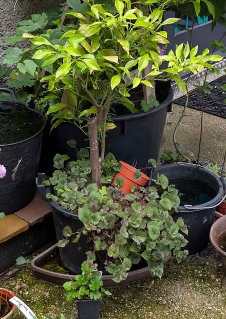 Photo of free Citrus plant (Kumquat) (Bowerham LA1) #1