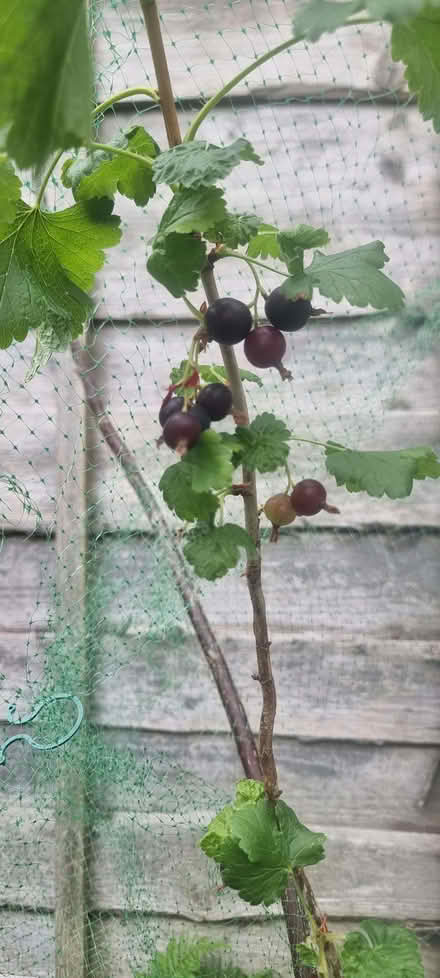 Photo of free Jostaberry plant (Wilmslow SK9) #2