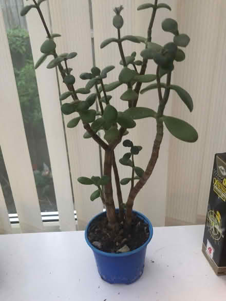 Photo of free Jade - money plant (Wilstead MK45) #1