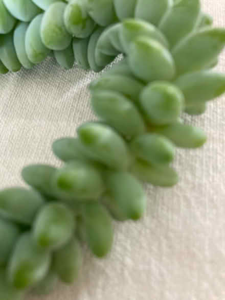 Photo of free Burrows tail seeds (Quernmore LA2) #2