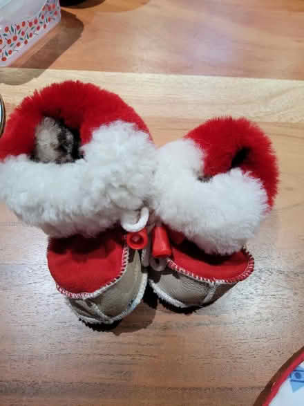 Photo of free Baby newborn pram shoes (Harlington, LU5) #1