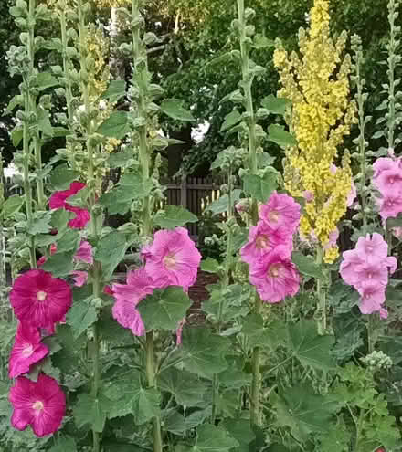Photo of free Hollyhock flower seeds (Hockley Port B18) #2