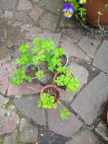 Photo of free Geraniums (Eastbourne BN20) #1