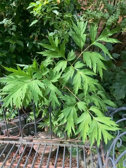 Photo of free Yellow tree peony (Chad Valley B16) #1
