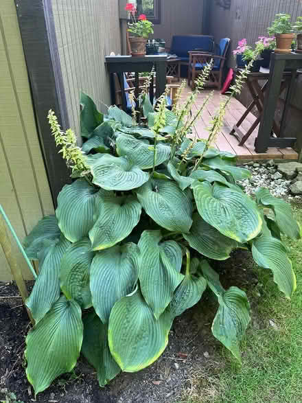 Photo of free Hostas (Bainbridge) #1