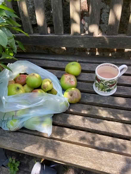 Photo of free Prob unripe windfall cooking apples (St Just TR19) #1