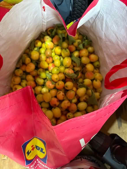 Photo of free Crab apples (LA3 Morecambe) #1