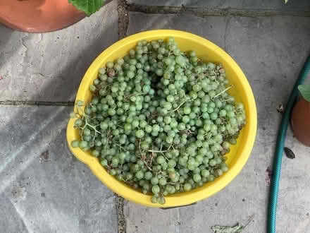 Photo of free White wine grapes (Rushwick WR2) #1