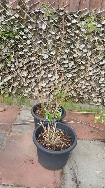 Photo of free 2 buddliea plants (Upton CH49) #1