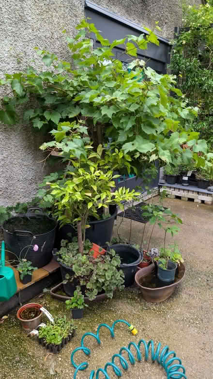 Photo of free Black Hamburgh grape plant (Bowerham LA1) #1
