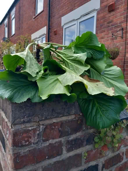 Photo of free Berginia plants (Edgeley SK3) #2