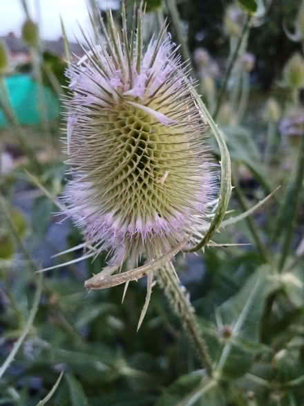 Photo of free Teasel heads for decoration. (Chichester PO19) #1