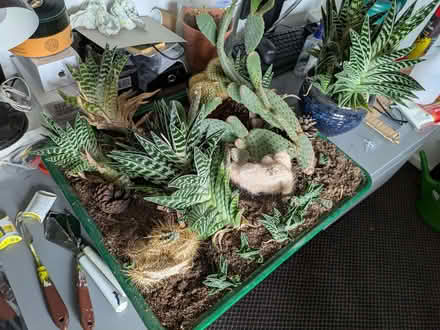 Photo of free Cactus plants (Torrisholme LA4) #1