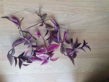 Photo of free Tradescantia cuttings (Cherry Orchard SY2) #1