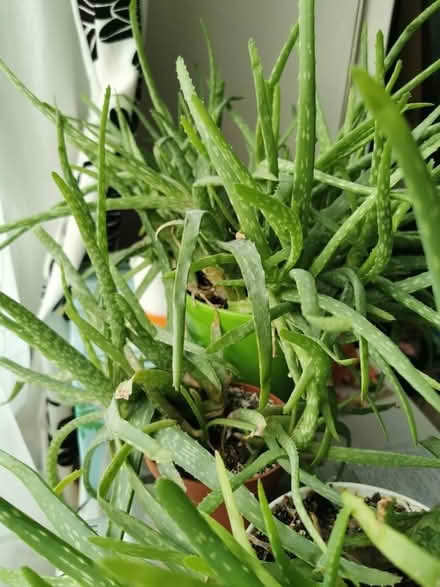 Photo of free Aloe Vera plants (Toxteth L8) #1