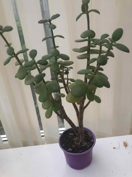 Photo of free Jade Money plant (Wilstead MK45) #1