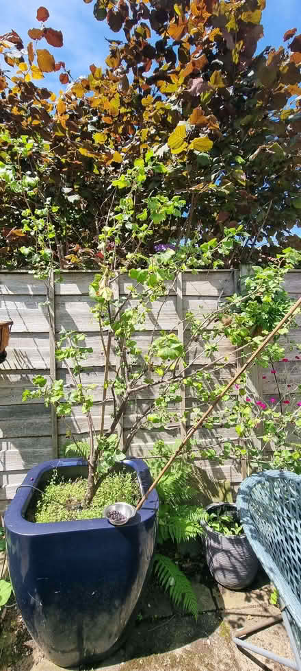 Photo of free Jostaberry plant (Wilmslow SK9) #1