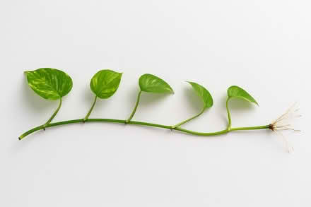 Photo of Long cutting from devils ivy/pothos plant (Winnersh RG41) #1