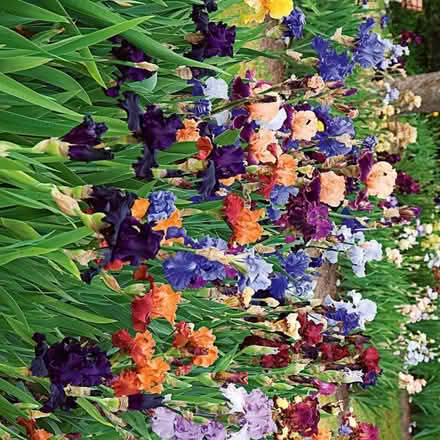 Photo of Bearded Iris or Garden Irises (Nantlle LL54) #1