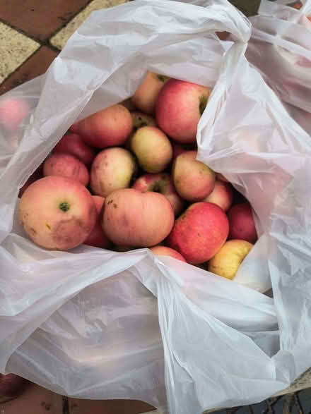 Photo of free Discovery eating apples (Iffley Road OX4) #1