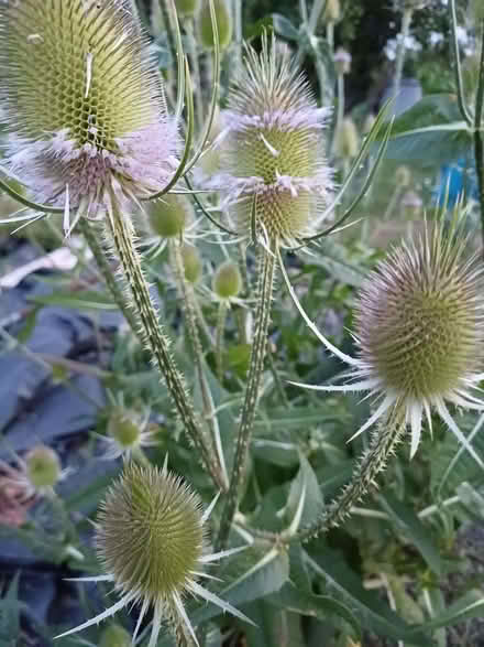 Photo of free Teasel heads for decoration. (Chichester PO19) #2