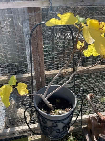 Photo of free Small fig tree (Clapham, Bedford) #1