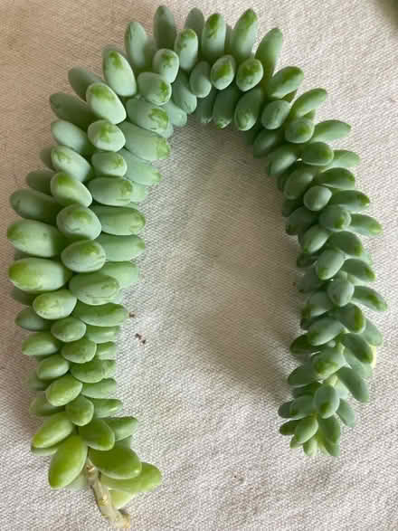 Photo of free Burrows tail seeds (Quernmore LA2) #1