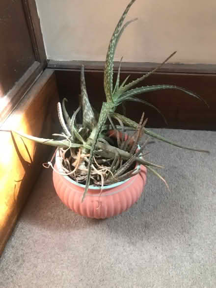 Photo of free Aloe Vera Plant (Hinchley Wood KT10) #1