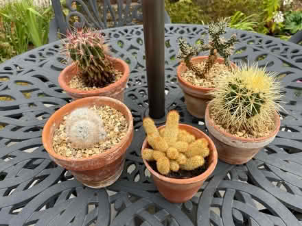 Photo of free 5 Cactus Plants (Taunton TA1) #1