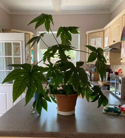 Photo of free Large indoor plant (Bare LA4) #1
