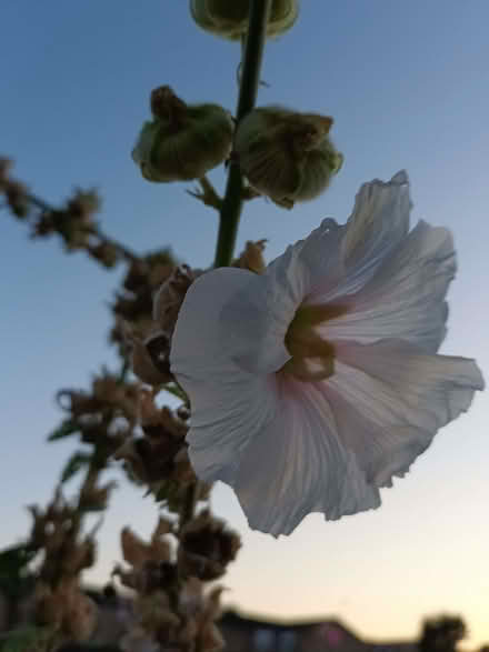 Photo of free Hollyhock flower seeds (Hockley Port B18) #1