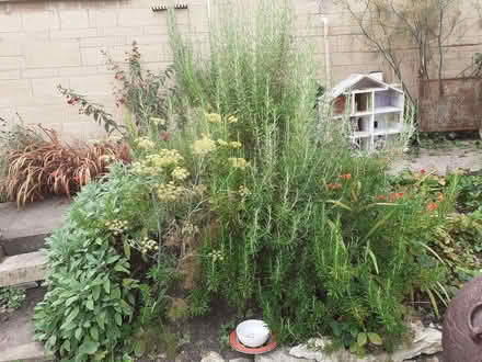 Photo of free Rosemary (South Woodchester GL5) #1