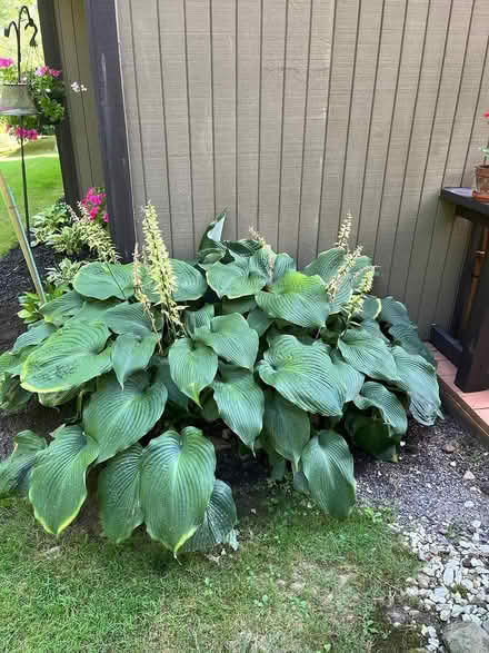 Photo of free Hostas (Bainbridge) #2