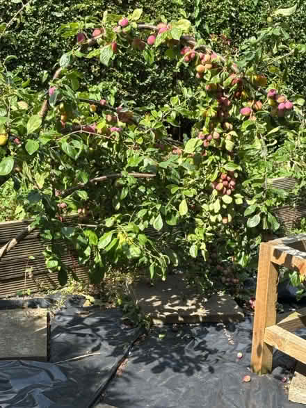 Photo of free Plums (Bramley LS13) #1