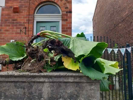 Photo of free Berginia plants (Edgeley SK3) #1