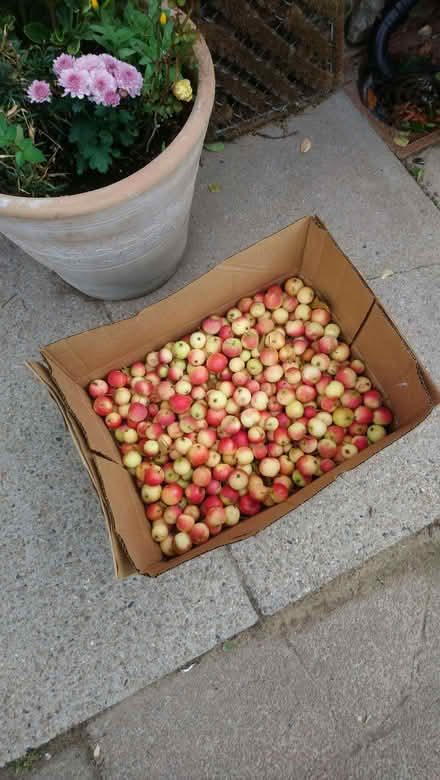 Photo of free crab apples (Formby L37) #1