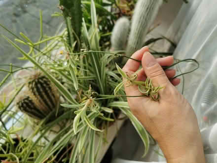 Photo of free Spider plants (Toxteth L8) #1