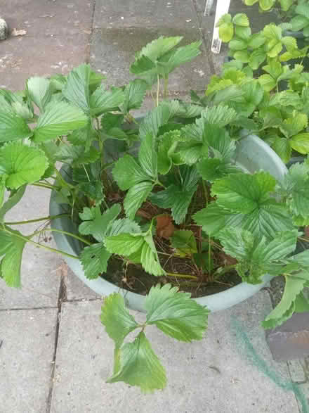 Photo of free 20 strawberry plants, not in pots (Southport PR9) #1