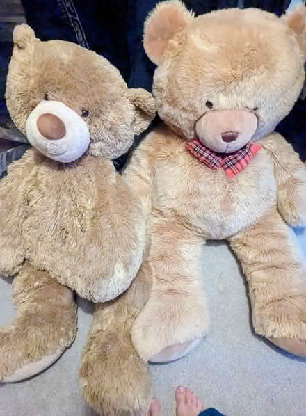 Photo of free Two very large teddies (St Albans AL1) #1