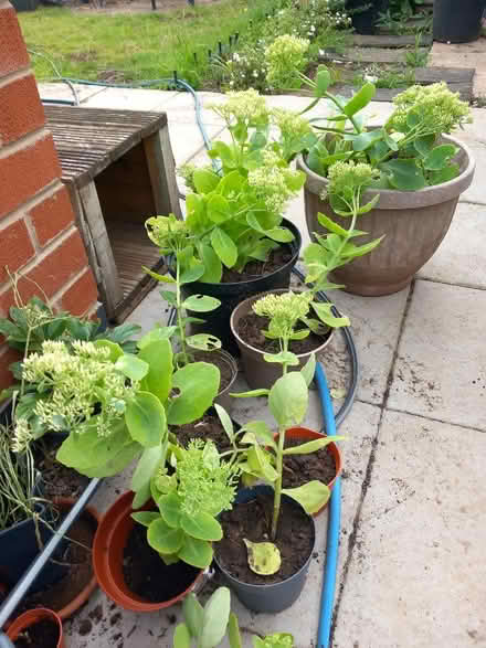 Photo of free Plants (Aspley NG8) #1