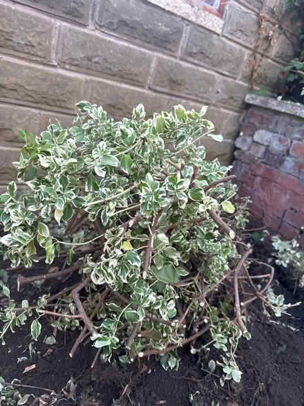 Photo of free Winter Creeper (City rd S2) #1
