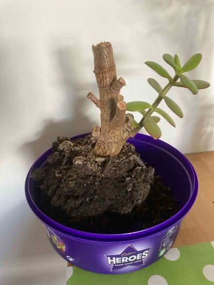 Photo of free Jade plant (Abingdon OX14) #1