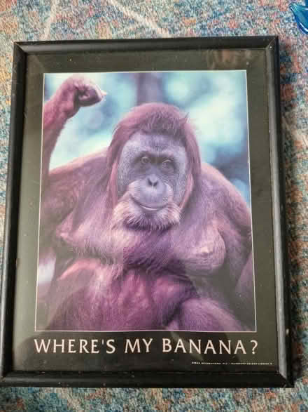 Photo of free Orangutan picture (Hednesford, WS12) #1