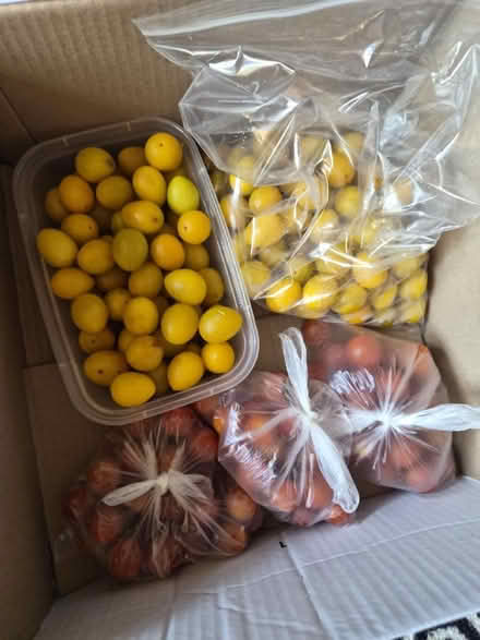 Photo of free tomatoes & plums (Bilton CV22) #1