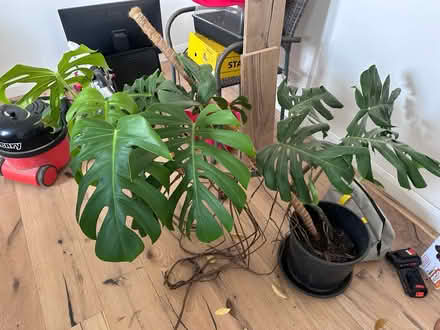 Photo of free Cheese plant (Peasedown St John) #1